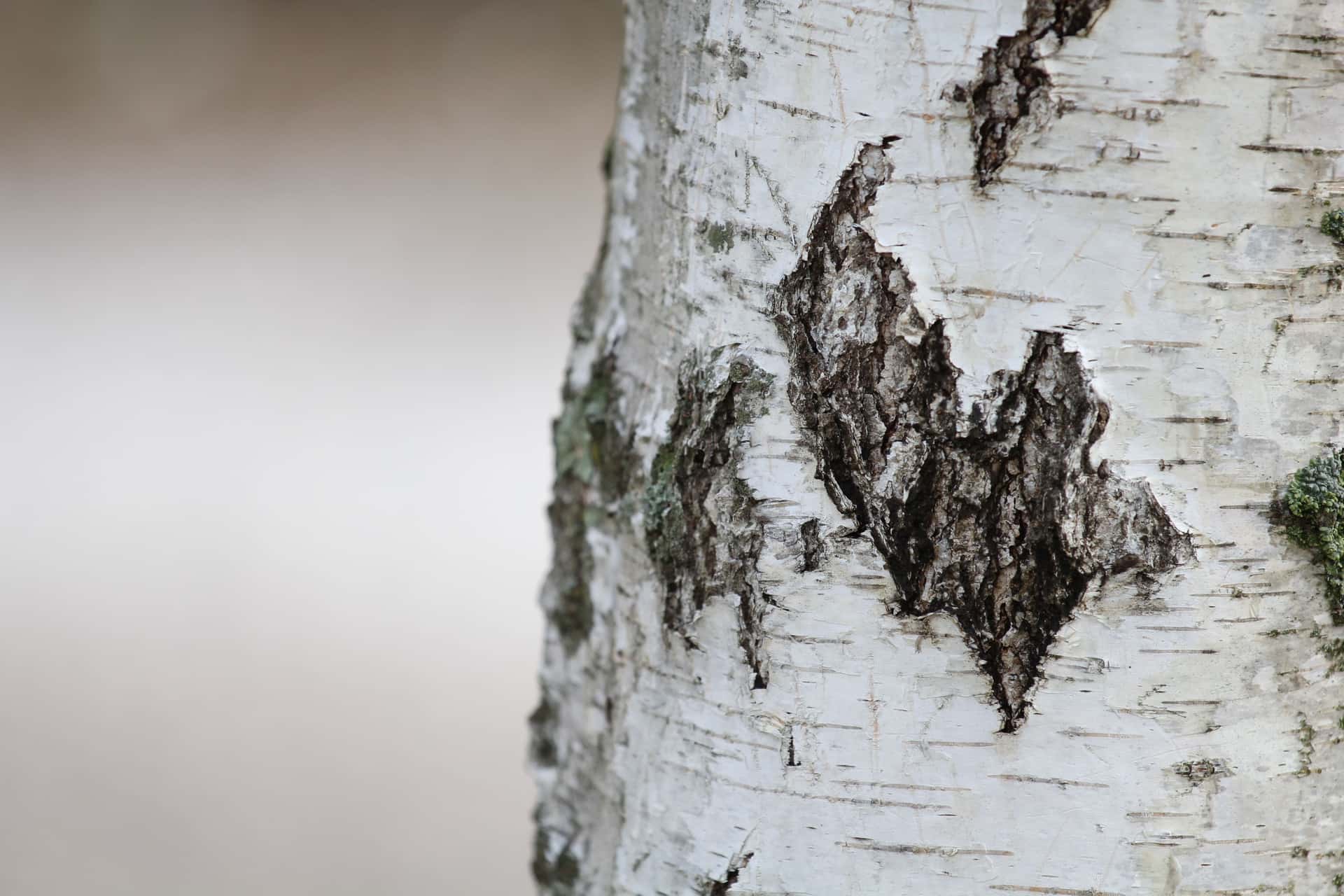 Birch bark and warm wood grain in natural light
